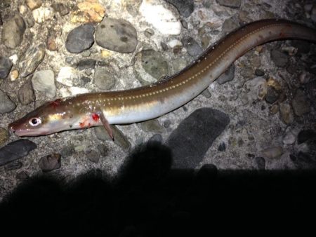 タチウオ爆釣、そしてカマスにアナゴ!よく釣れた!